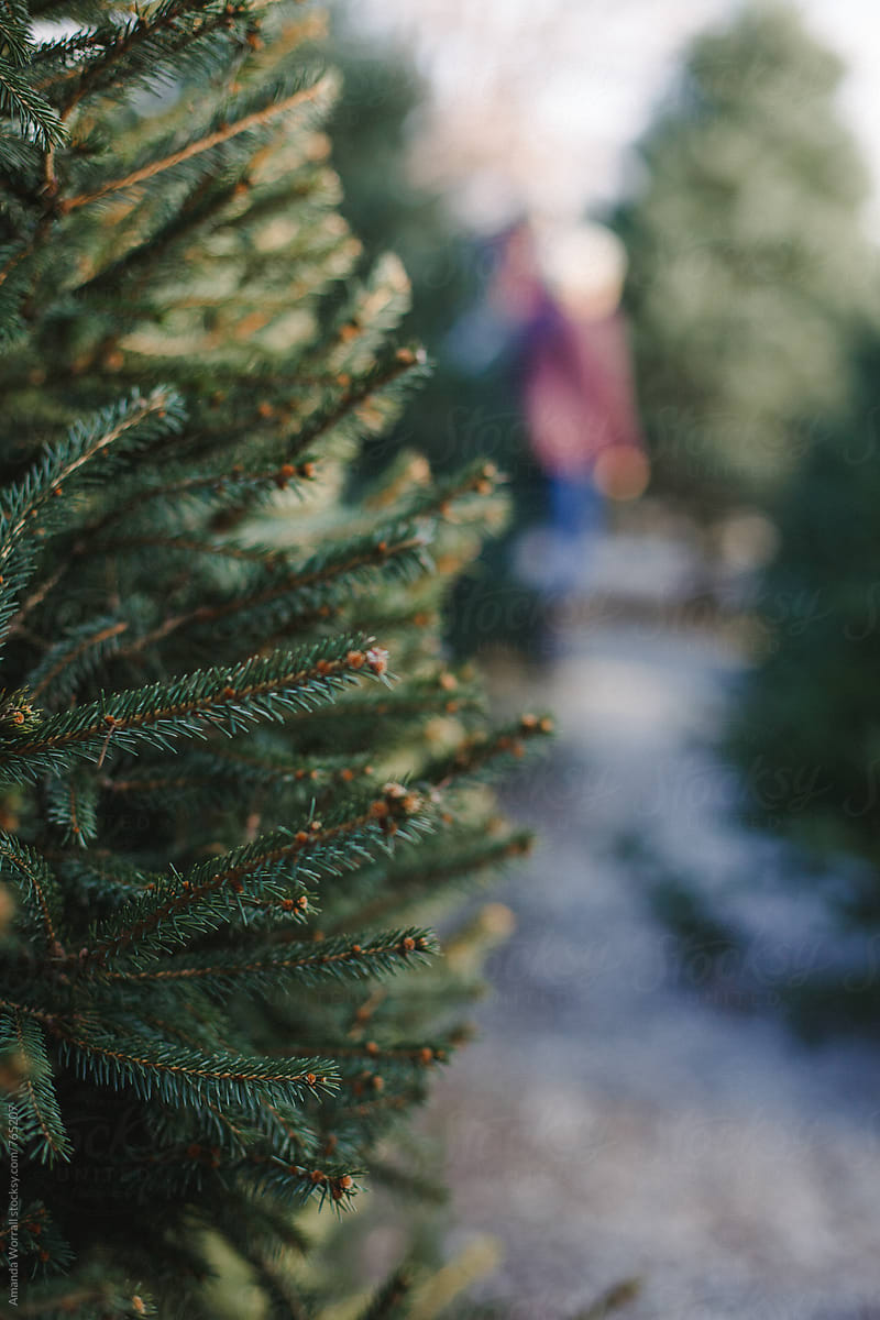 Close up of a Christmas tree at a tree farm, people blurred in background