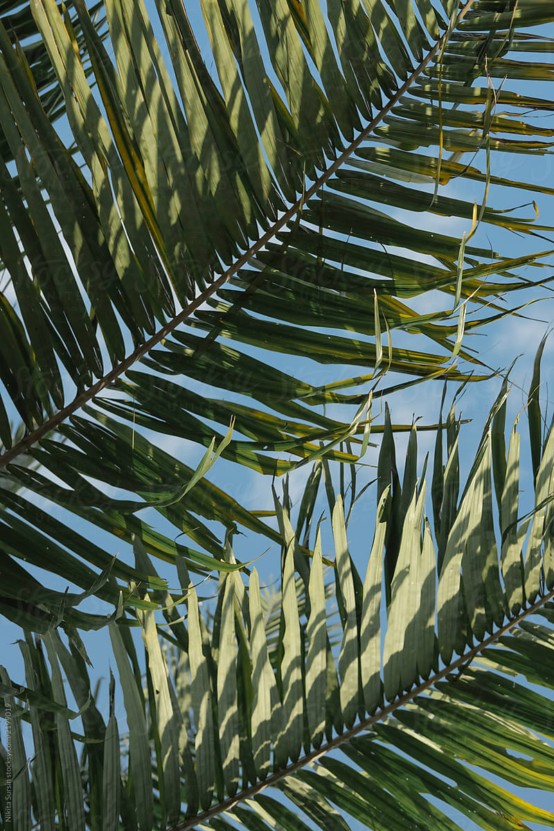 tropical background. palm leaves on a blue sky background