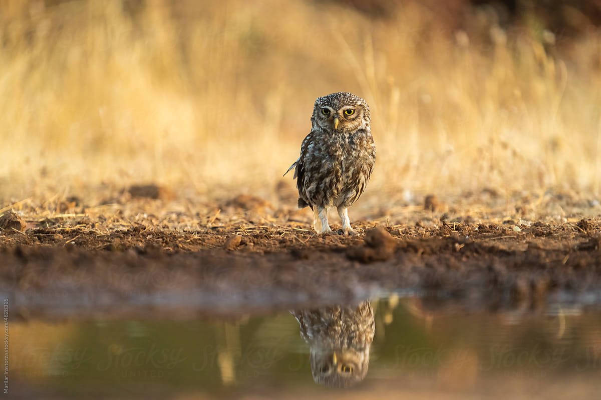 Little Owl Reflected On A Pond