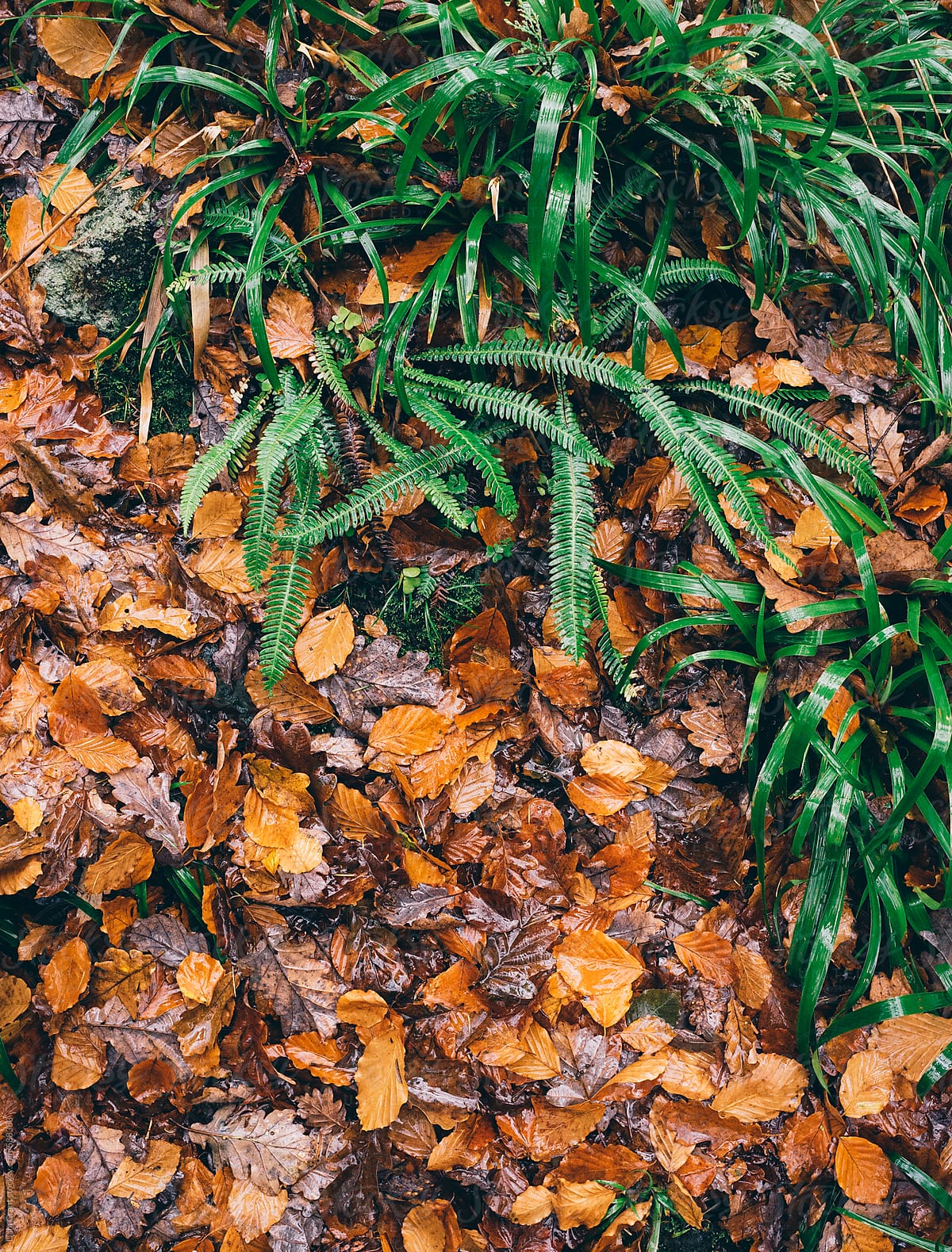 Autumnal leaves on woodland floor. Cumbria, UK.