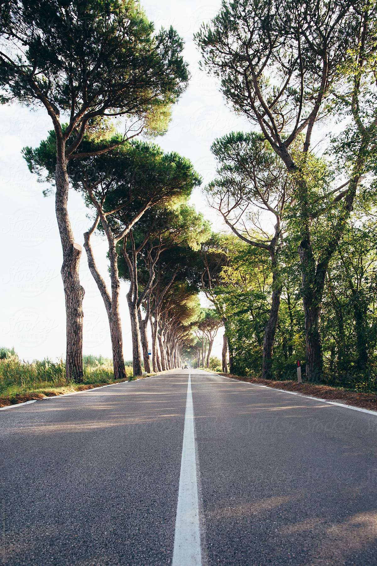 Straight Tuscan Countryside Road Lined With Old Trees