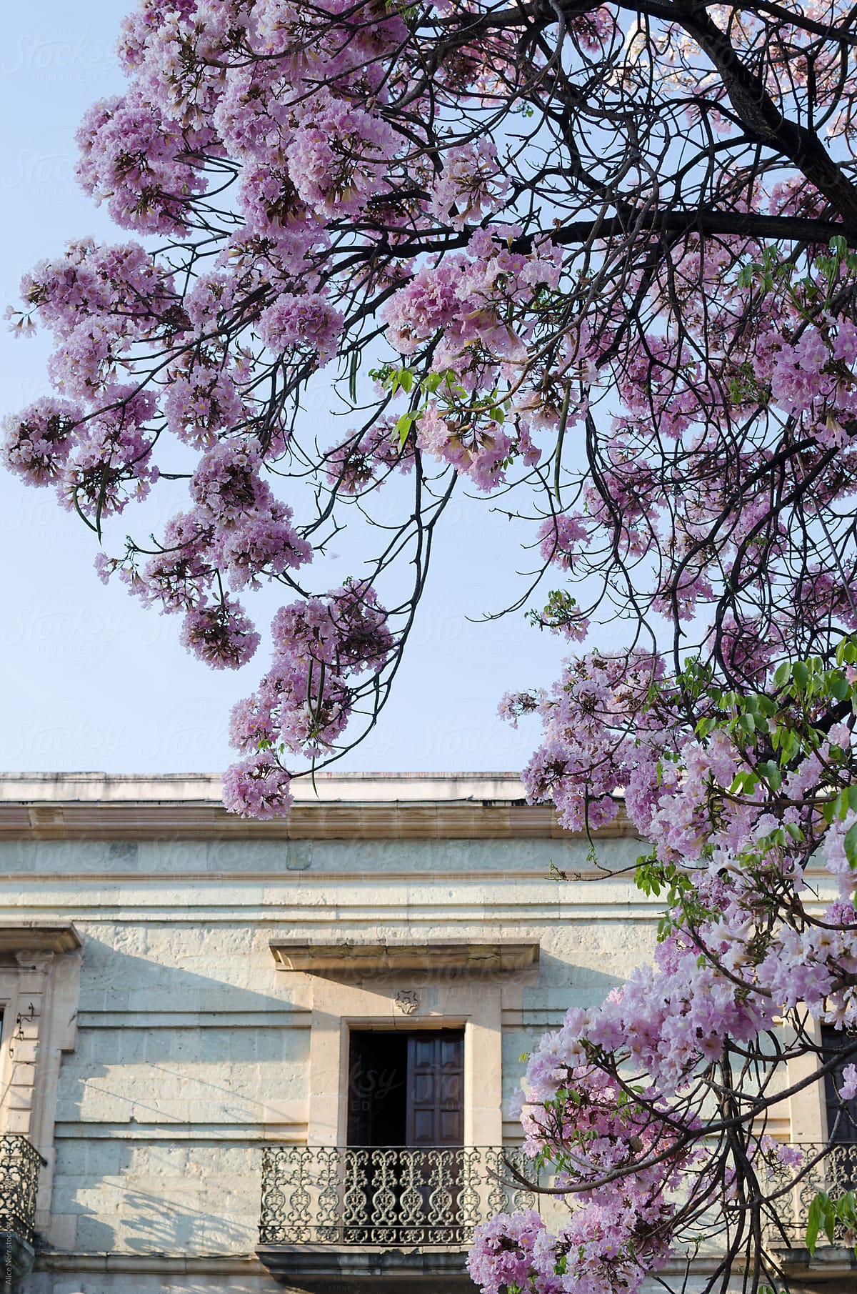 Blooming rosy trumpet tree and colonial building facade