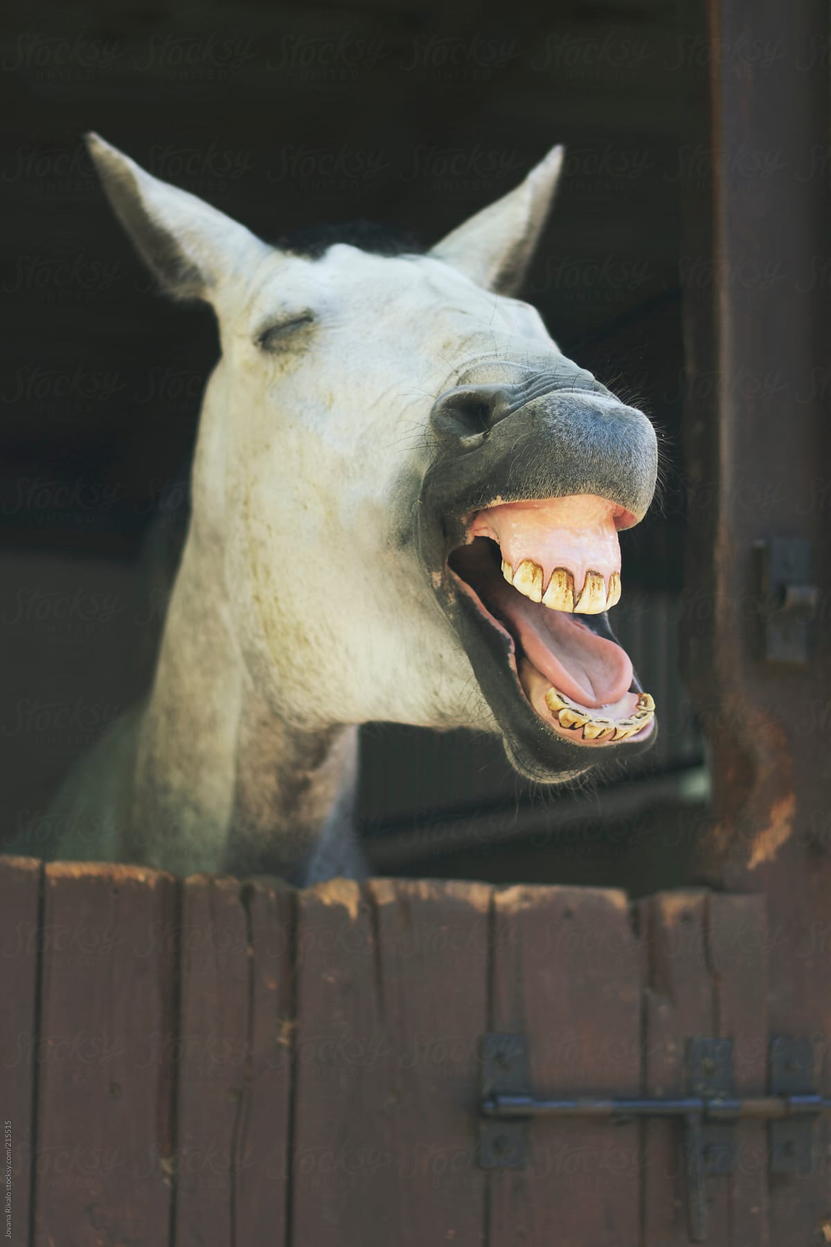 Horse with Mouth Open