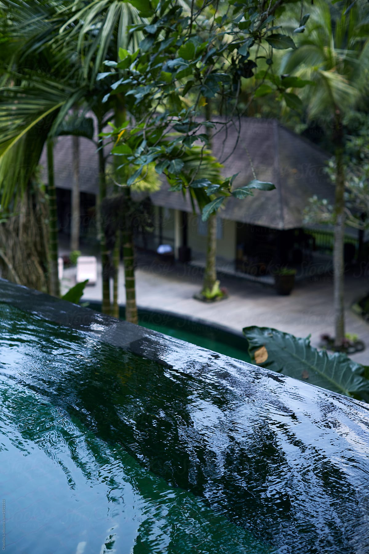 Closeup infinity pool in nature\'s forest