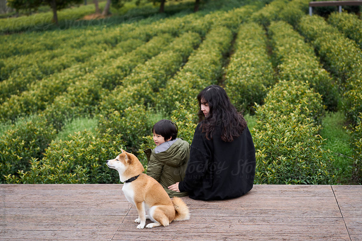 Asian mother and son resting with dog on tea mountain