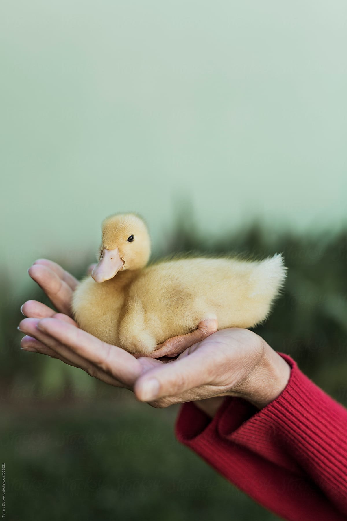 Woman holding small duck