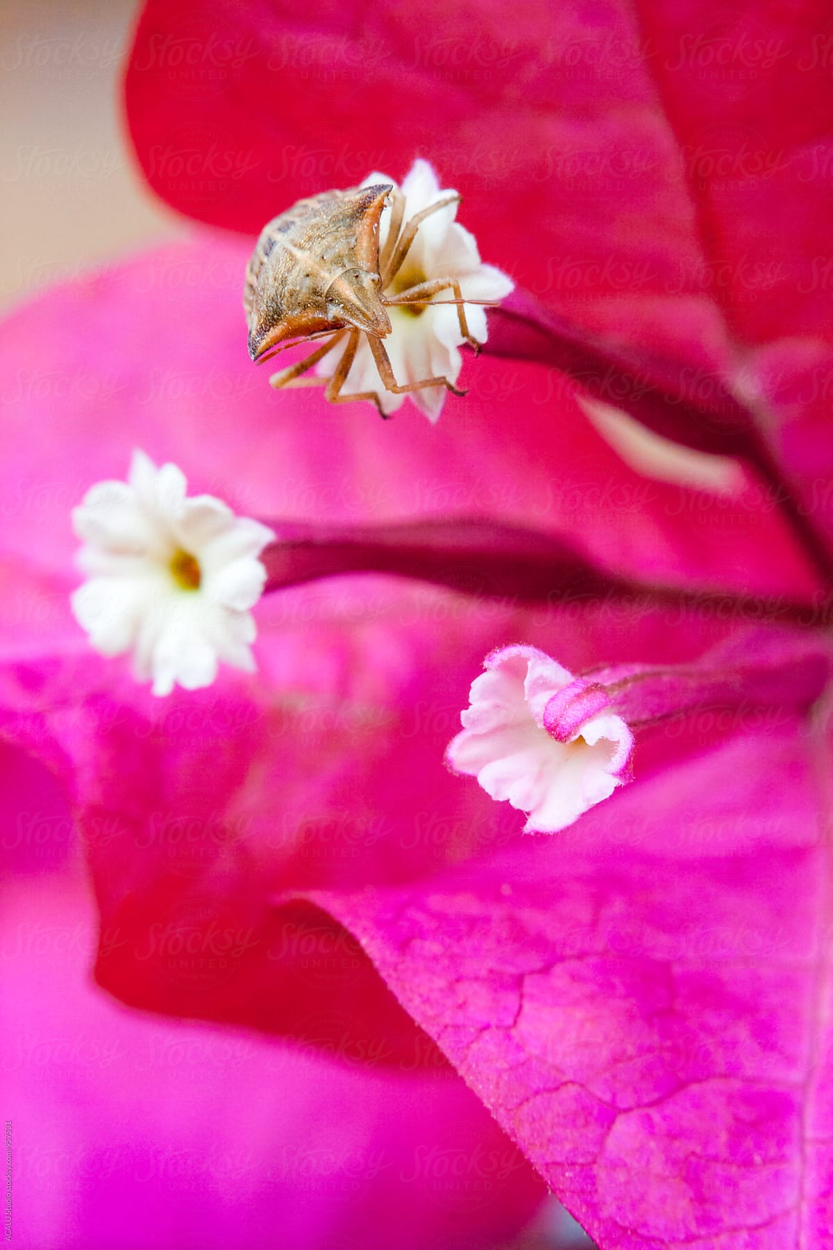 Bedbug perched on a pink flower