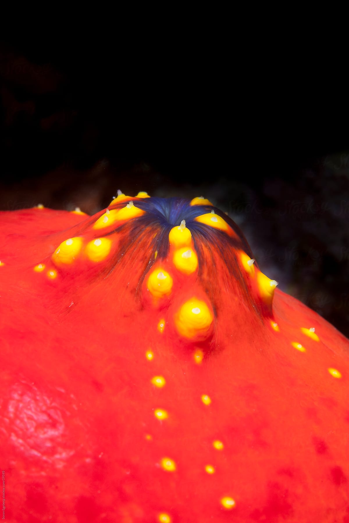 Red and yellow sea apple on the coral reef underwater in Indonesia