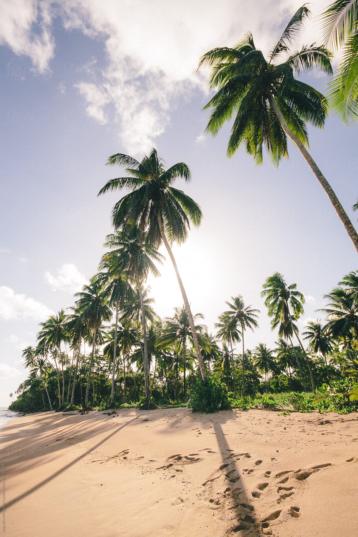 Beach And Palm Trees On Tropical Exotic Island By Stocksy Contributor Alejandro Moreno De