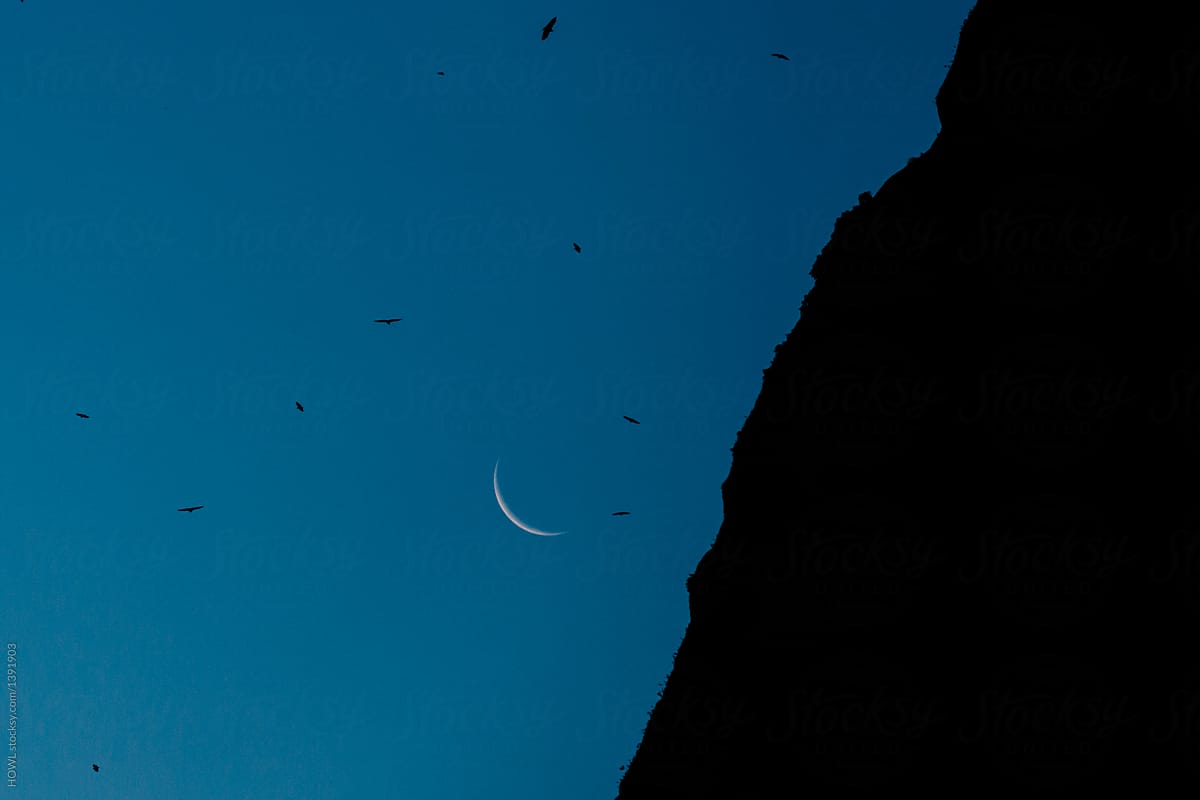 Mountain, moon, and birds at night