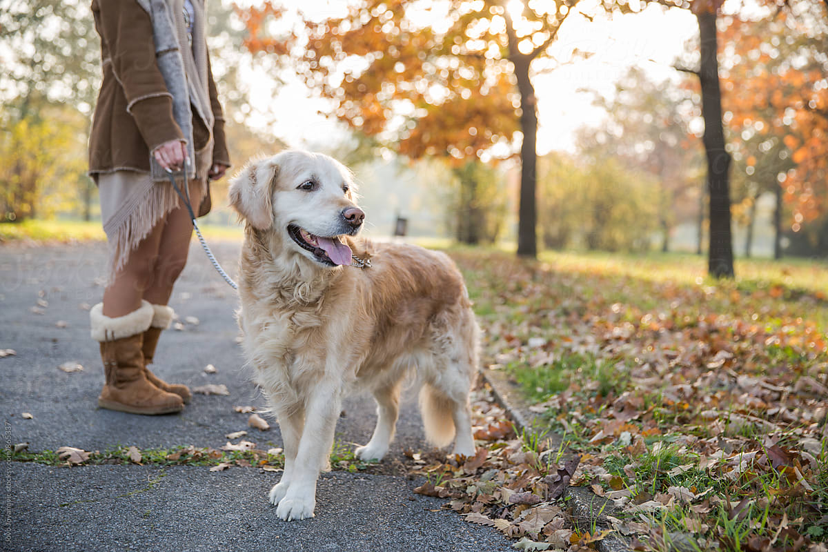 A golden retriever dog standing next to his owner in park