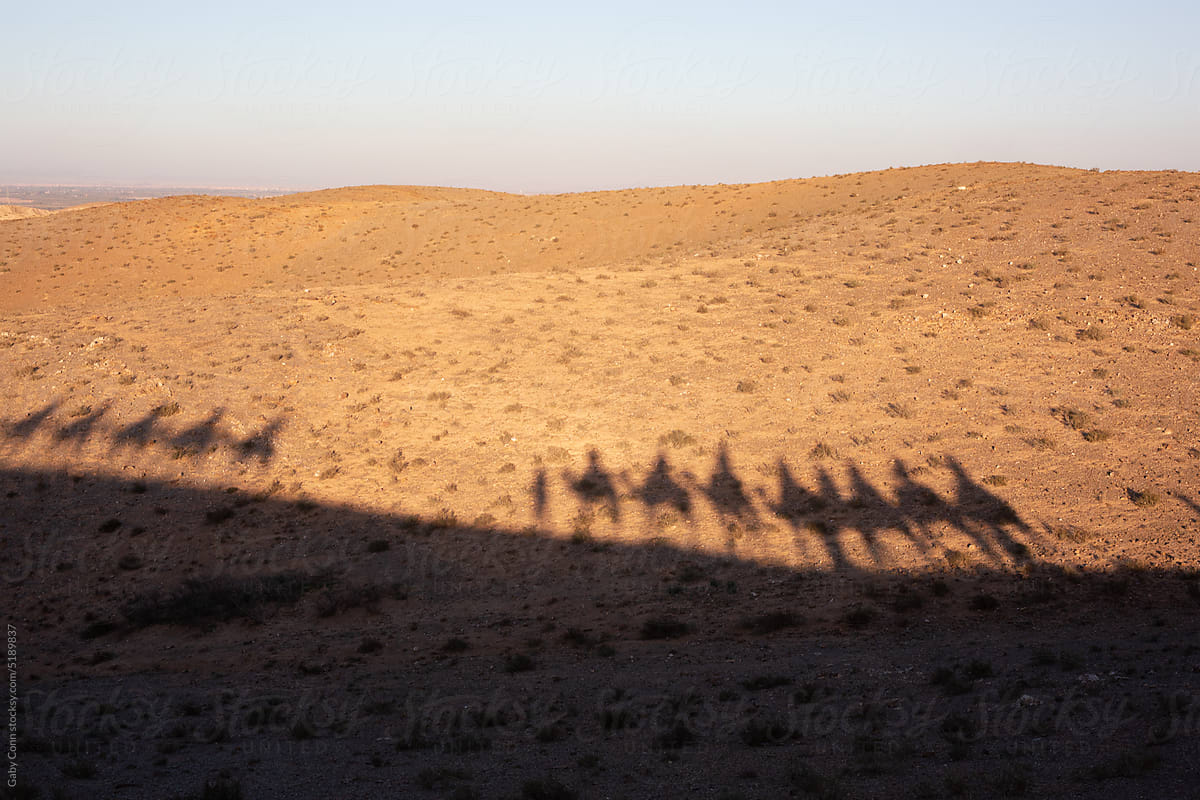 Camel Shadows On The Desert Sand