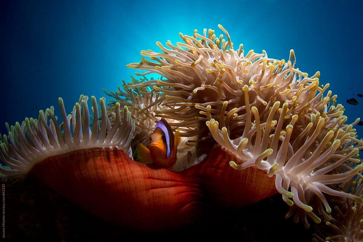 Clown fish in red anemone