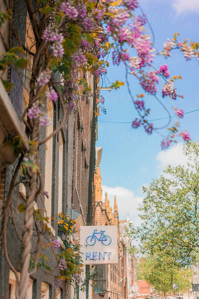Bicycle rent on the street with building covered with blooming bush