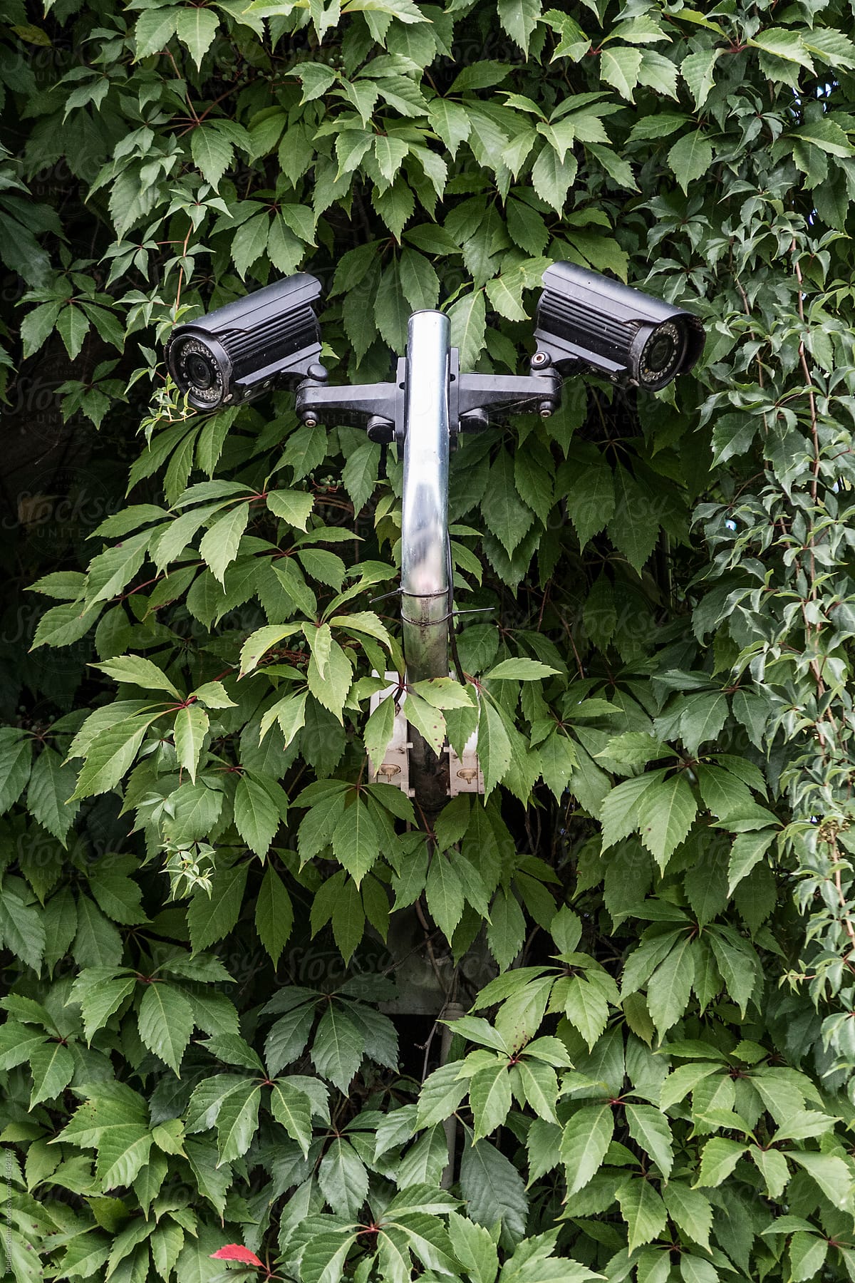 Double Surveillance Camera in vines
