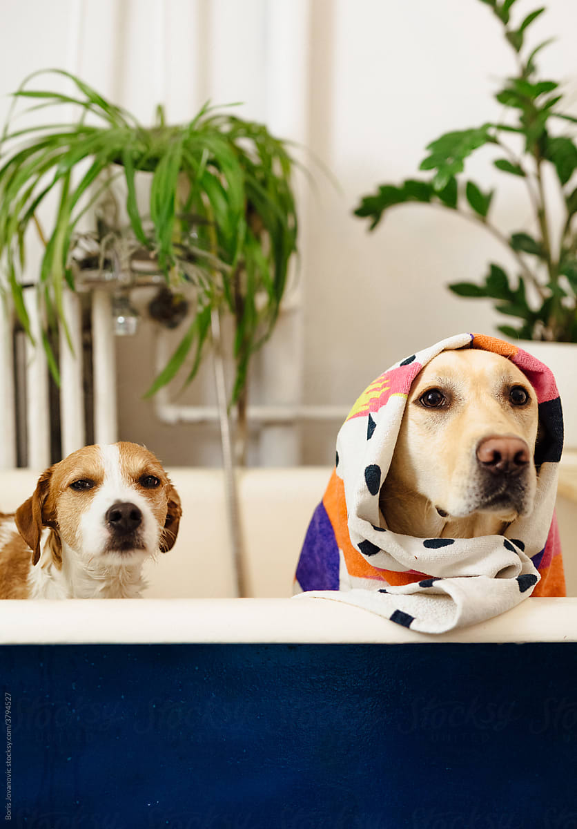 Dogs In Bathroom