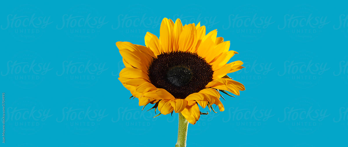 sunflower in a panoramic web banner format