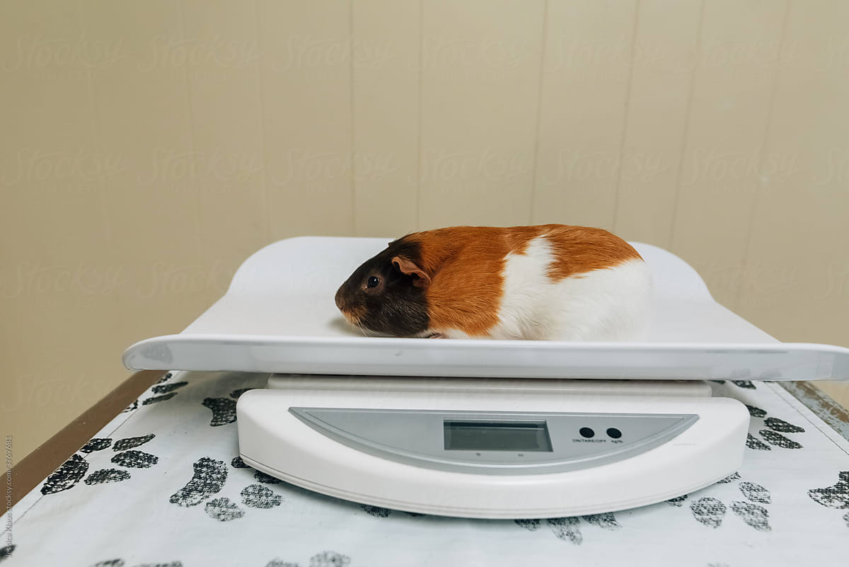 Guinea pig sitting on a scale.