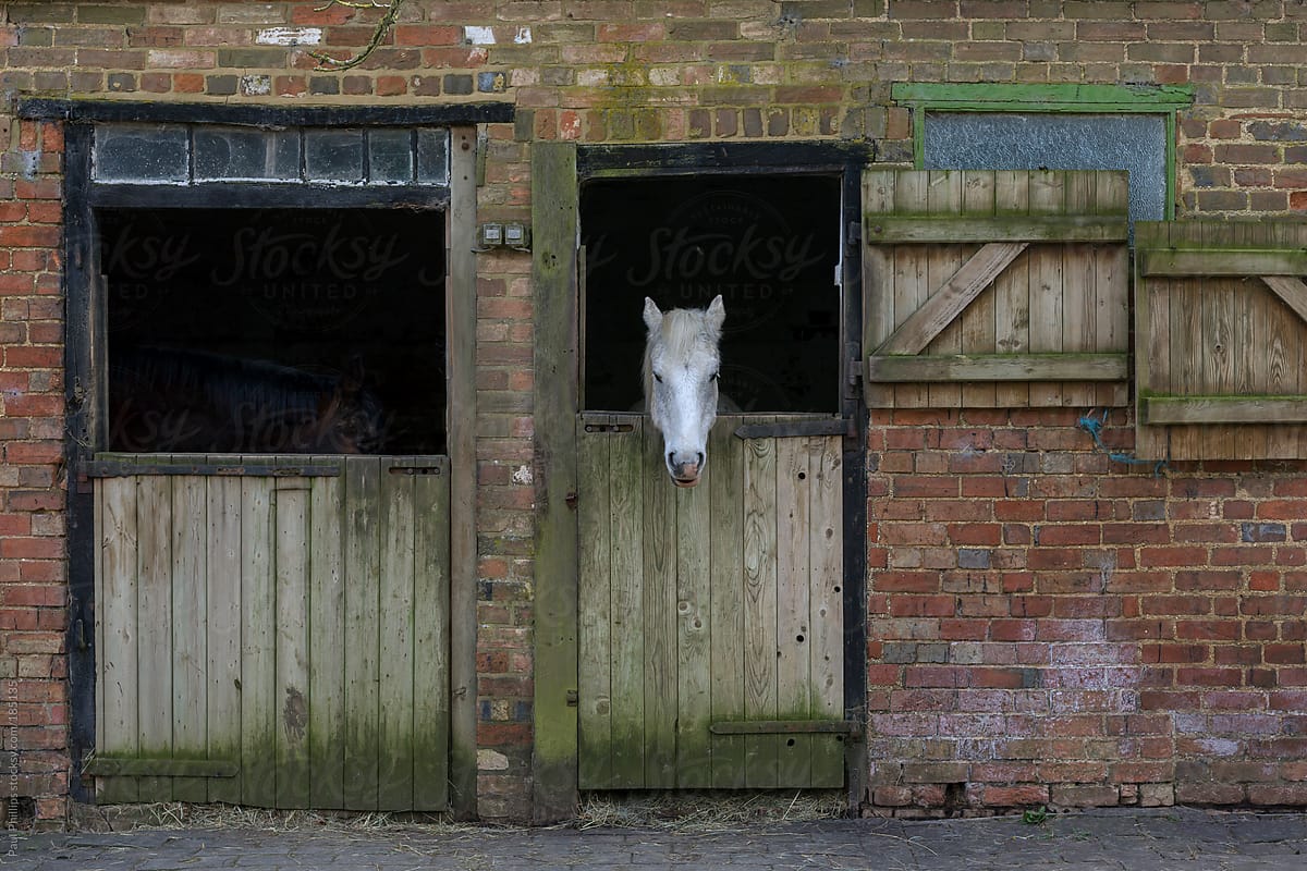 Two stable doors with white head of a horse looking out of one