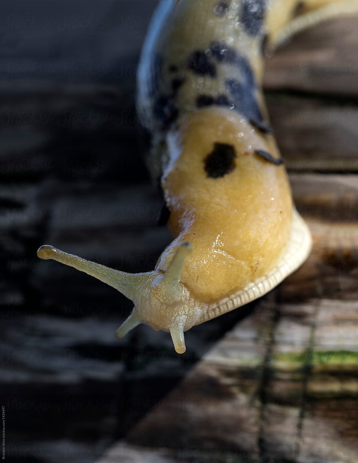 Banana Slug Closeup