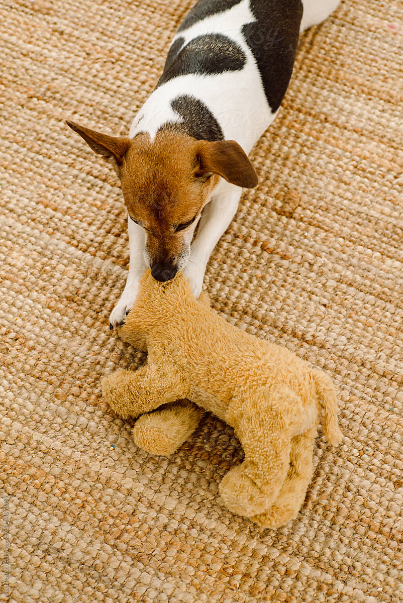 Small dog chewing on a soft line toy