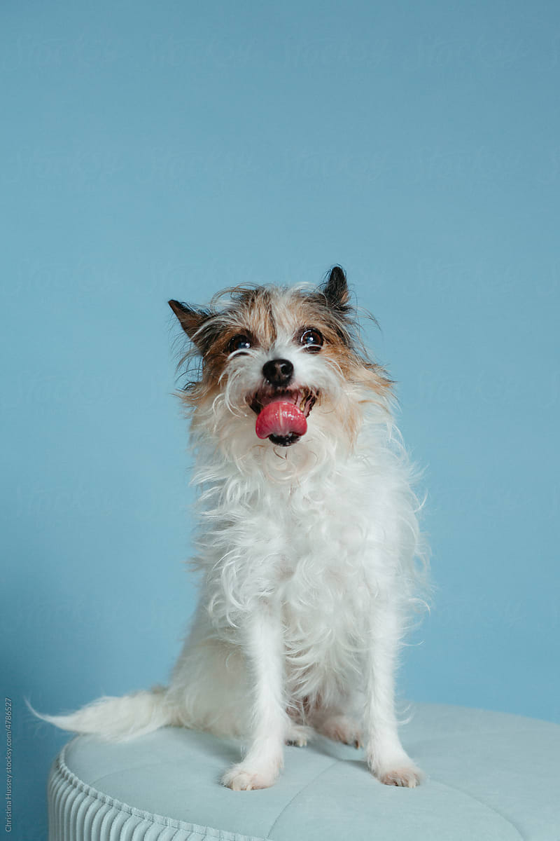 White Small Breed Dog on Furniture With Blue Seamless Background