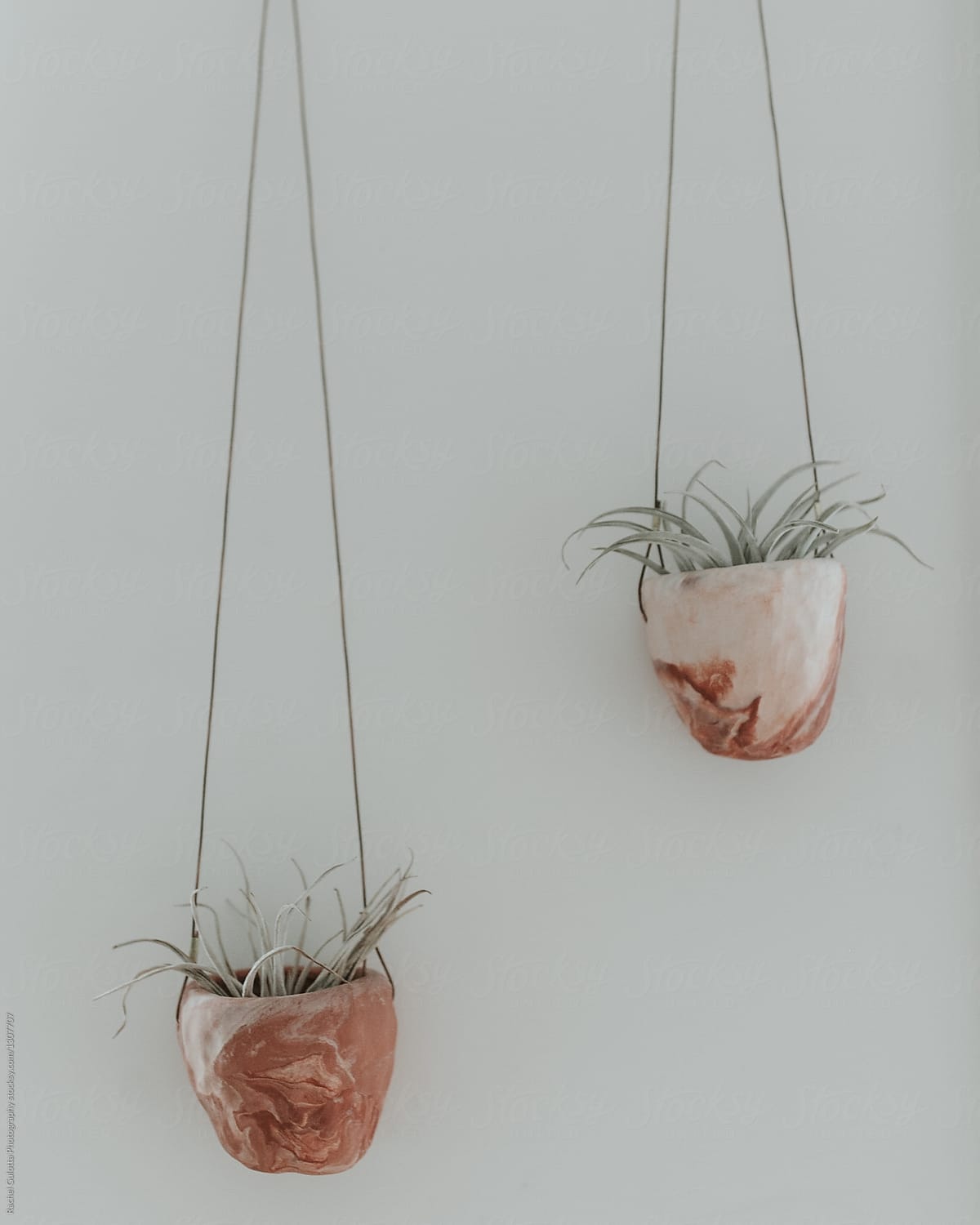 Air Plants Hanging in Clay Planters on White Wall