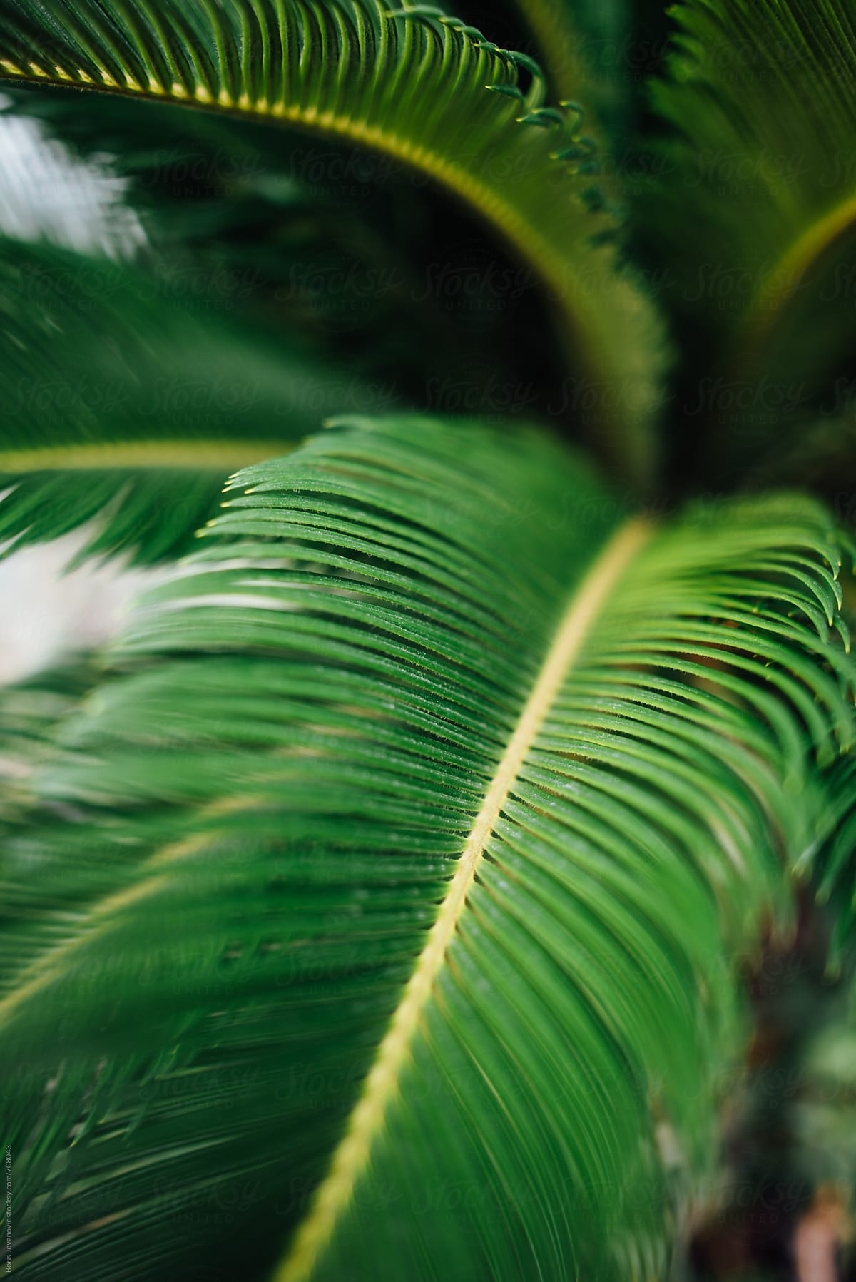 Green palm