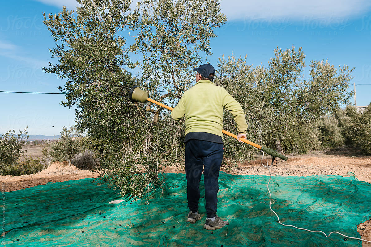 Farmer collecting olives from tree with rake