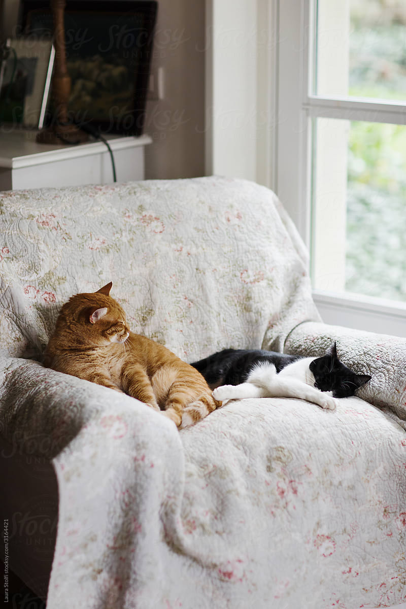 Two cats napping side by side on armchair close to glass door opening on garden