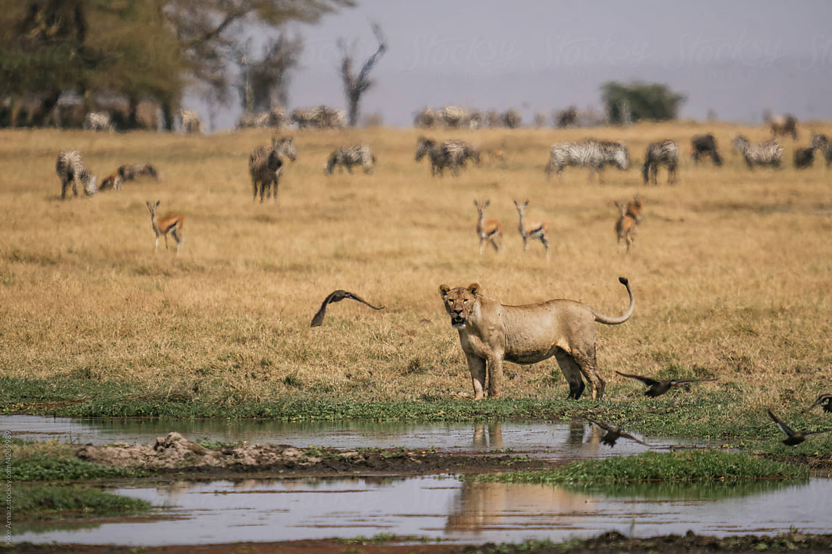 Lioness near water in savanna