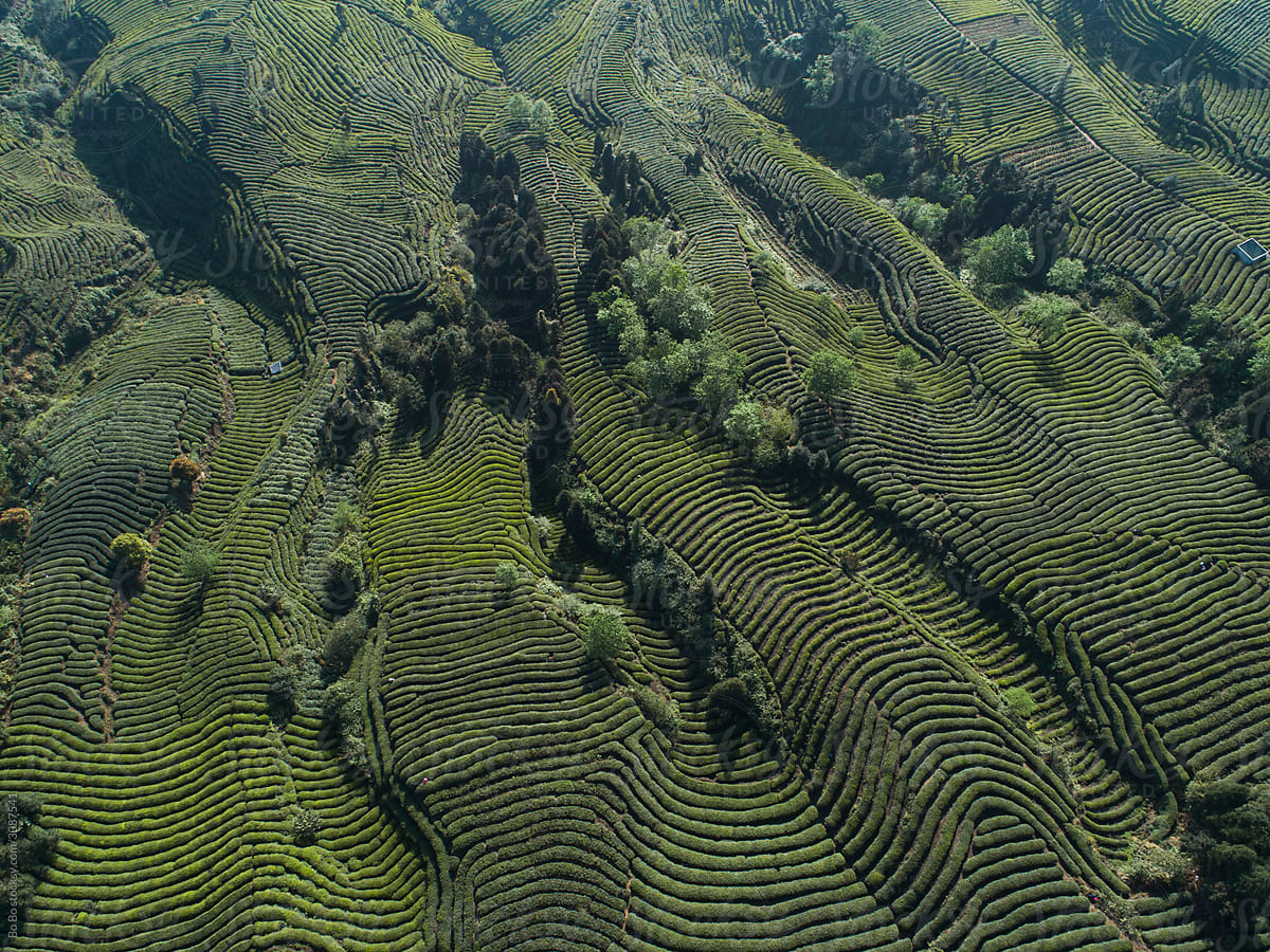 aerial view of the tea farm in spring day