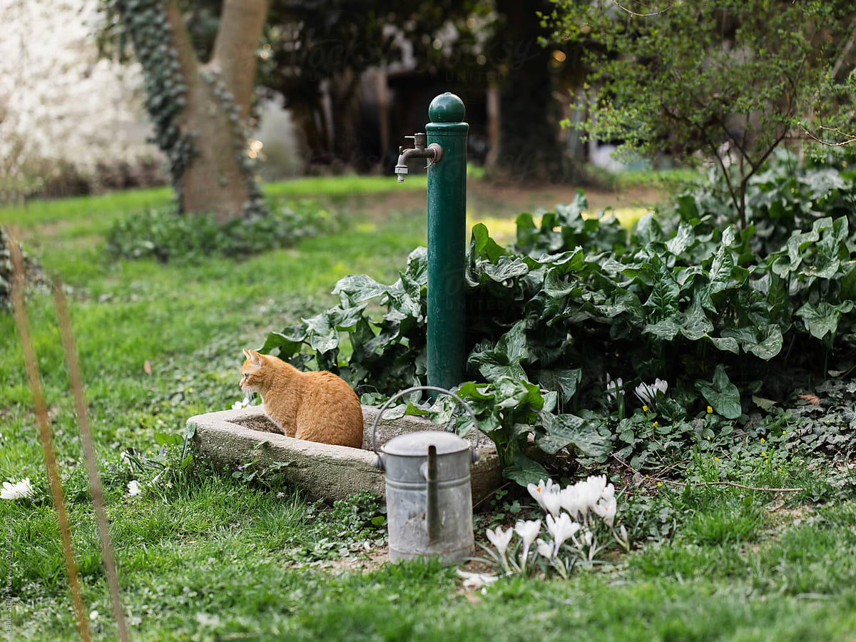 Cat sitting in garden\'s fountain