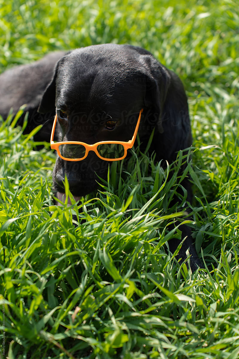 Portrait of humorous dog in glasses on lawn
