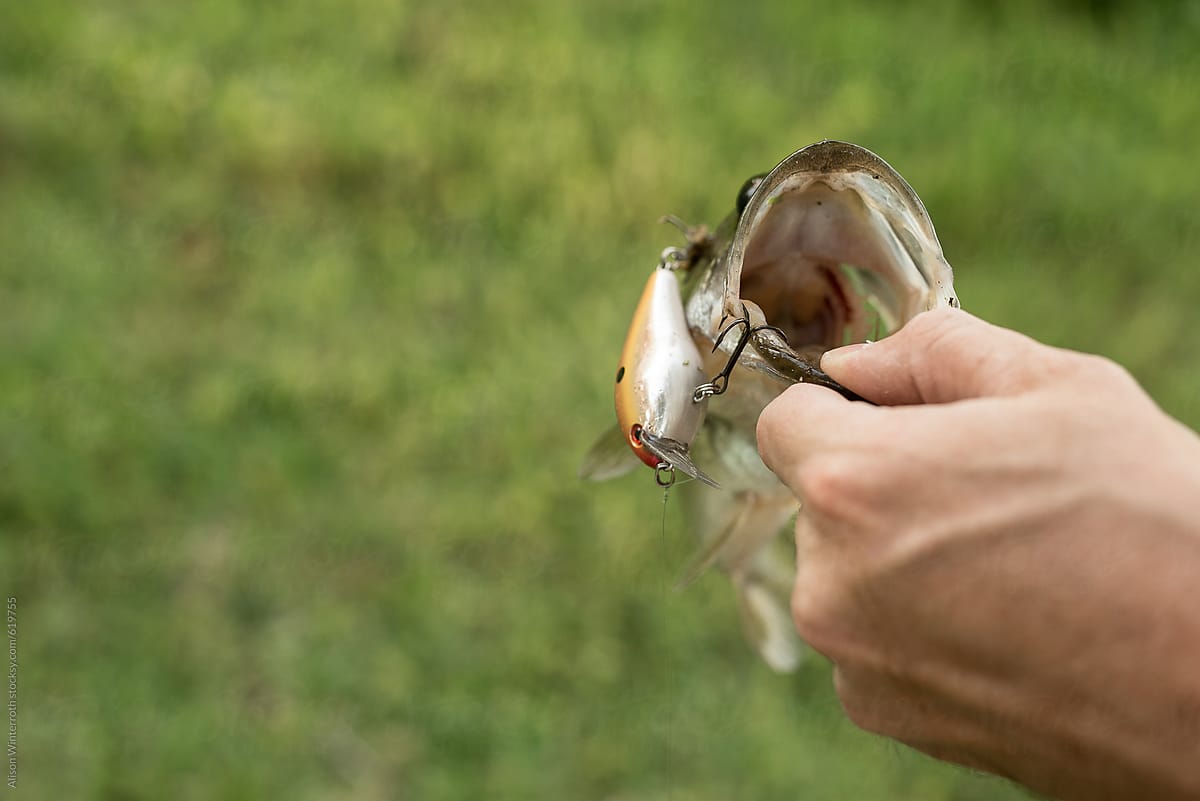 Bass Fish With a  Hook  in It\'s Mouth