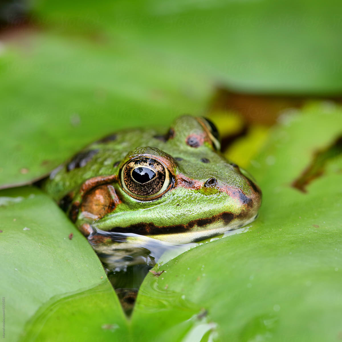 Green frog close up
