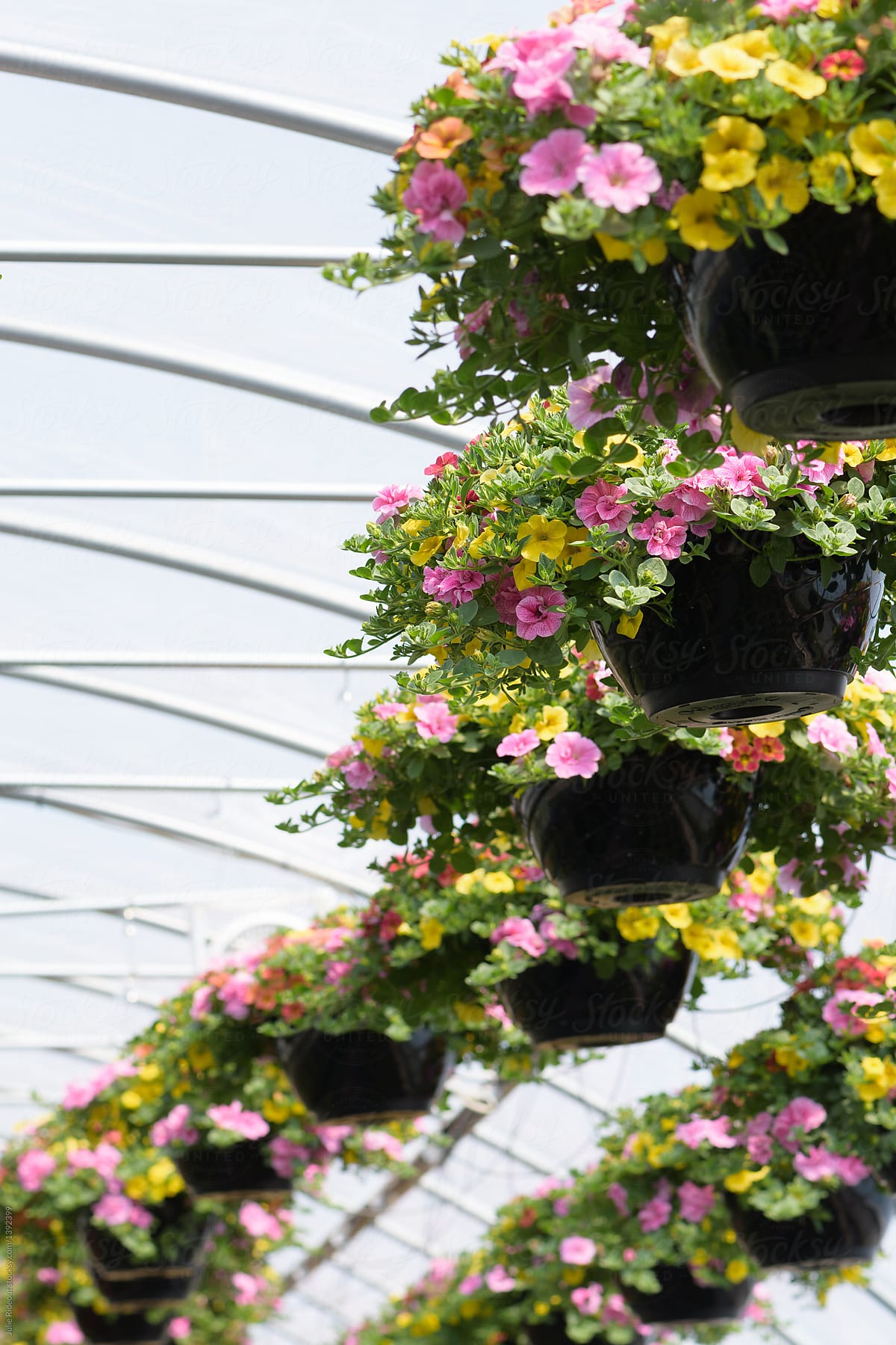 rows of flowering hanging baskets displayed inside a greenhouse