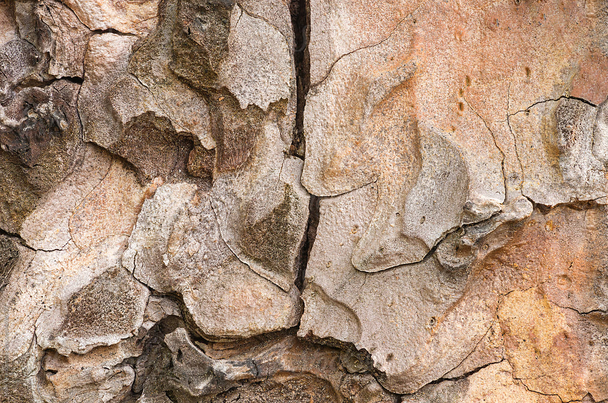 Ponderosa Pine Tree Bark, close up