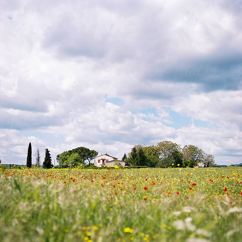 A poppy field in the Tuscan countryside with a house in the distance
