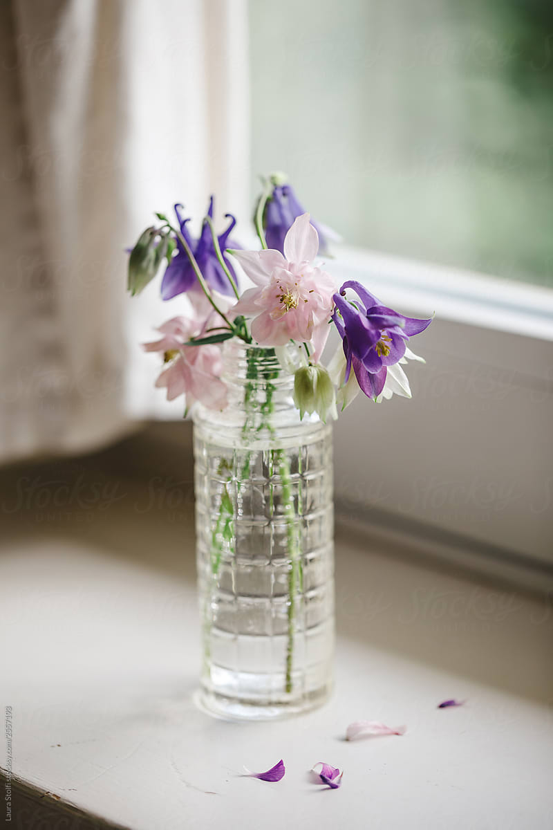 Aquilegia collection: purple and pink columbines in glass bottle on windowsill