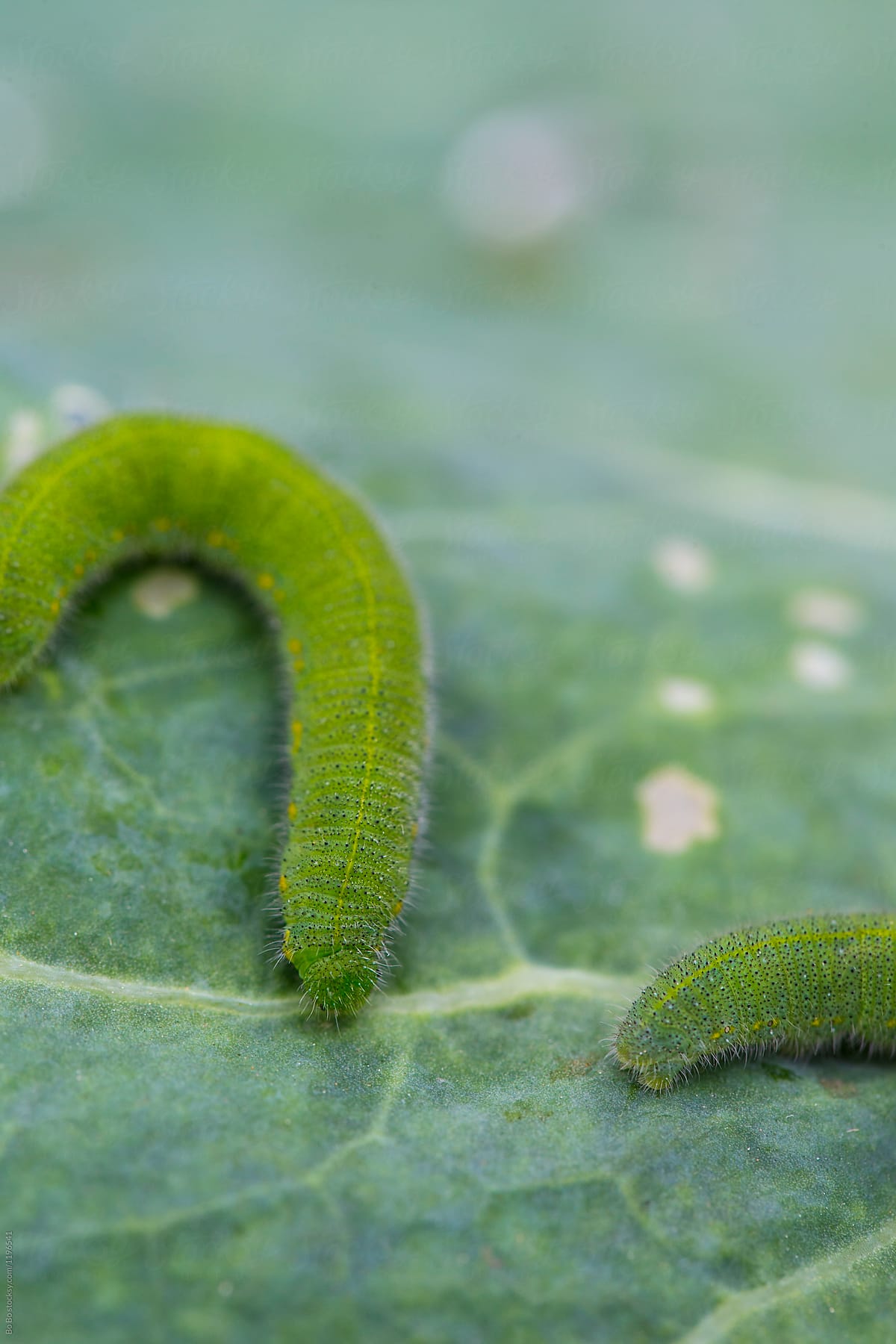 green worm on cabbage leaf
