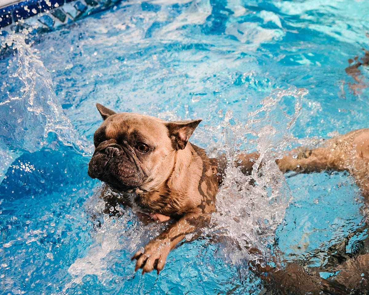 A terrified french bulldog swimming in a pool