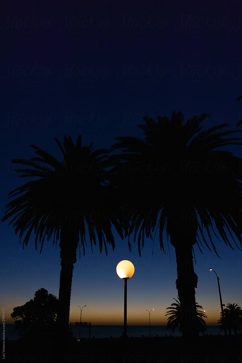 Palm Trees And Streetlight At Night.