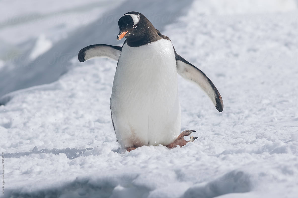 cute penguins living on the land of Antarctica
