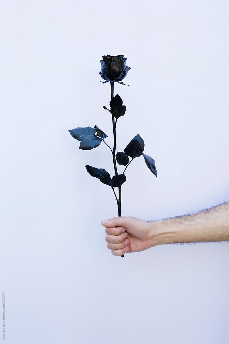 Male hand holding black rose