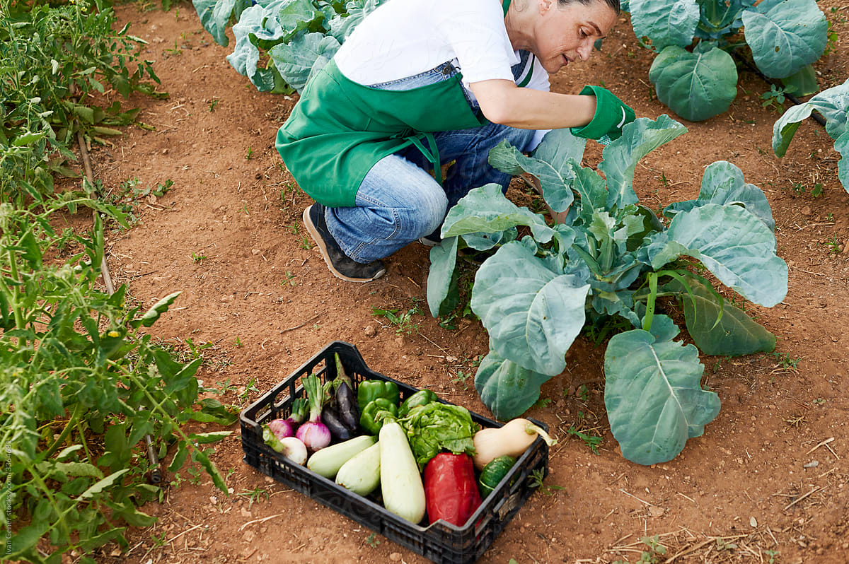 Woman harvesting vegetables in her garden