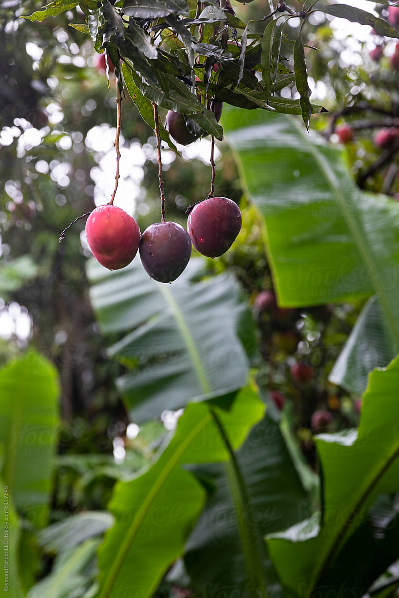 Ripe Mango Fruit bunch Tree foliage in Jungle nature in Costa Rica