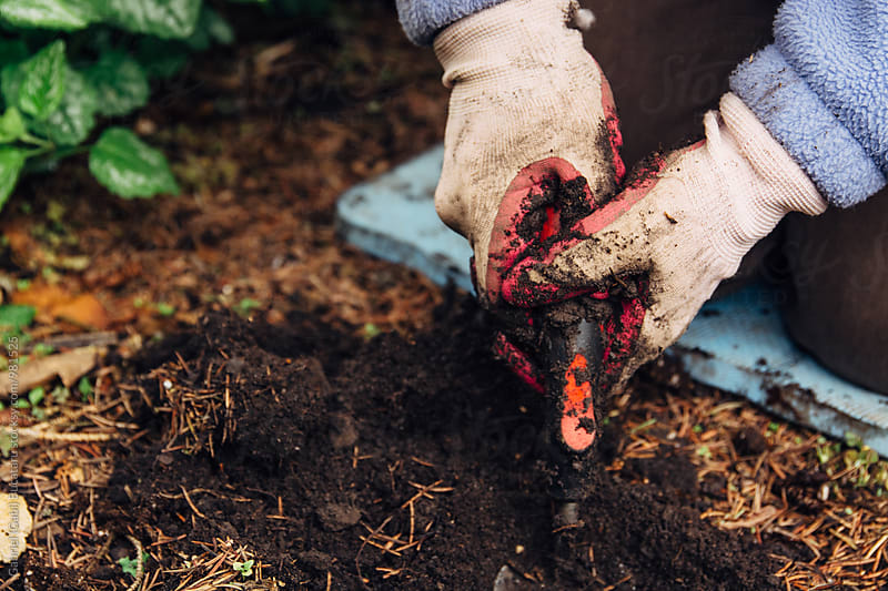 Hands of a gardener woman diging a hole