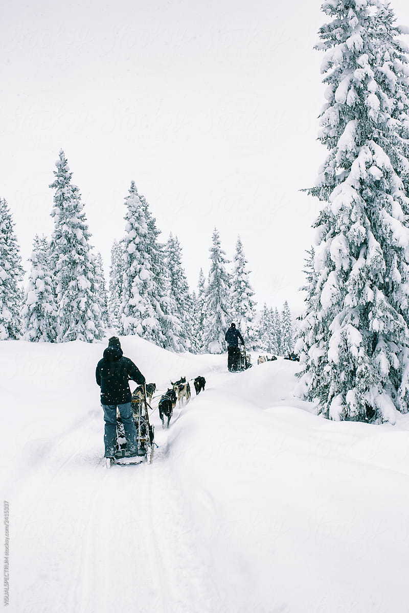 Mushers Sledding With Huskies Through Fir Tree Winter Forest in Scandinavia