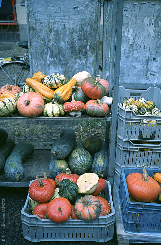 Assorted pumpkins and squashes